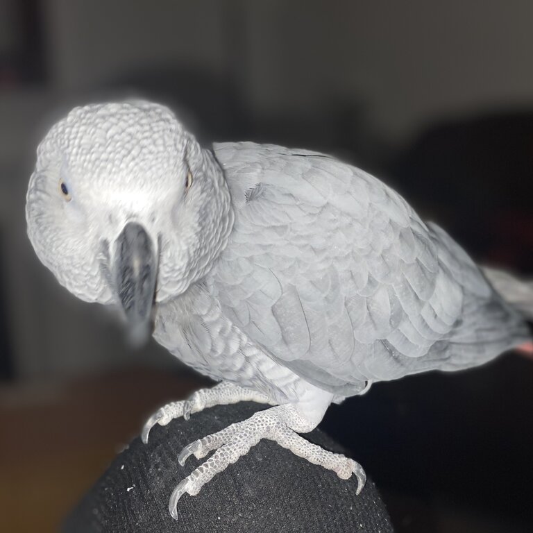 African Grey Parrot 