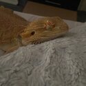 Bearded dragon and complete set up for sale-0