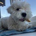 Hypoallergenic Bichon friese x Maltese for sale-2