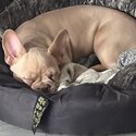 Enzo French bulldog -3