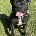 14month old cane corso-1