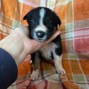 Beautiful Border collie puppies-5