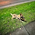 14 month old Gsd boy, not neutered, microchipped and kc registered-1