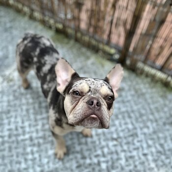 French Bulldog