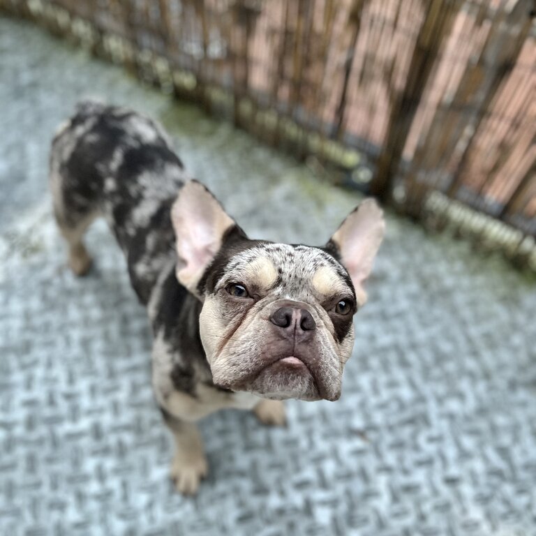 French Bulldog