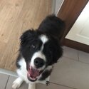 Border collie for sale-0