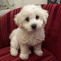 Bichon Frise-5