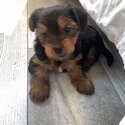 Yorkshire terrier puppies-3