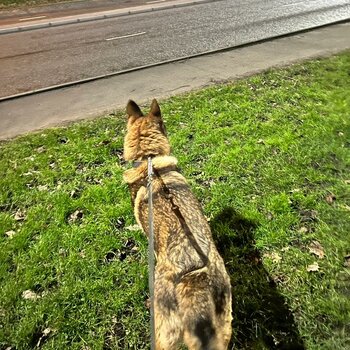 14 month old Gsd boy, not neutered, microchipped and kc registered