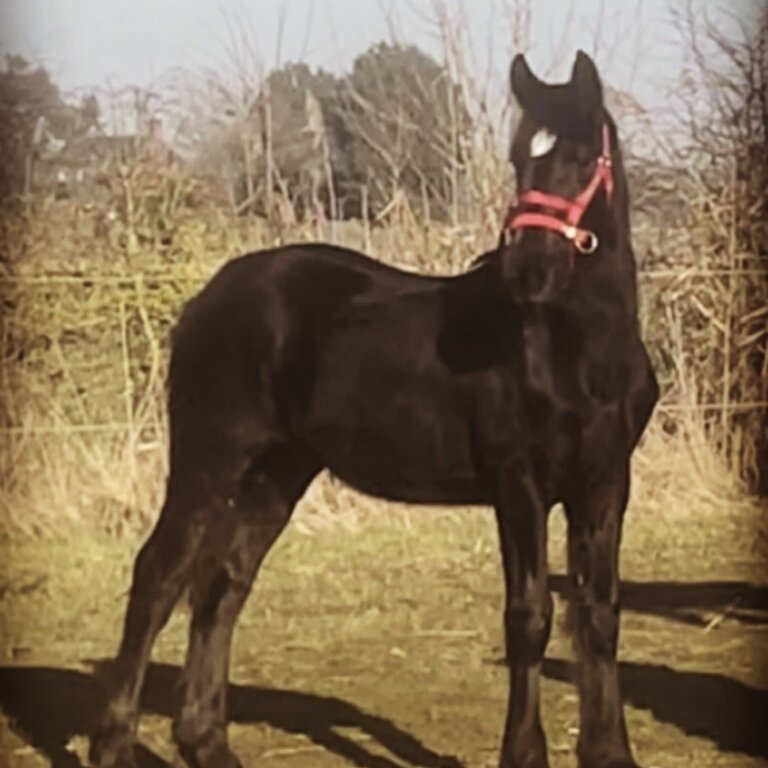 9 month old filly Frisian’s cob 