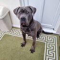 9 m/o Cane Corso looking for a new home! -0