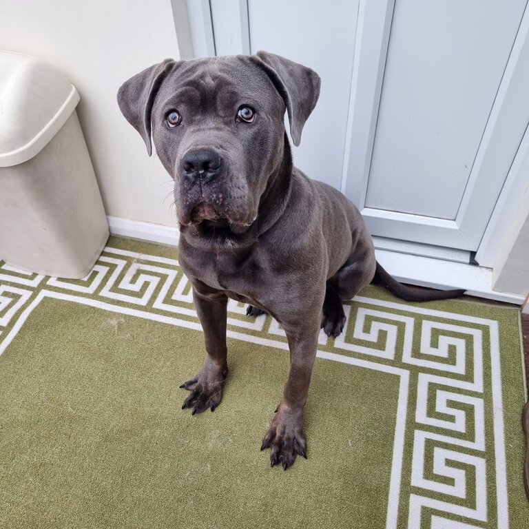 9 m/o Cane Corso looking for a new home! 