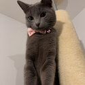 Russian blue -3