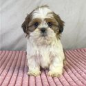 Beautiful  Shih Tzu Puppies for Adoption-1