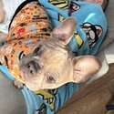 French bulldog female for a loving home-5