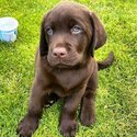 Labrador Retriever Puppy-1