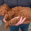 Fox Red Cockapoo Puppy-1