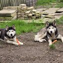 Female Siberian Huskies Full Breed-1