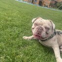 1 year old French  bulldog cross -5