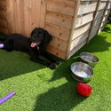 Cocker spaniel Black 20weeks old-1