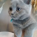 2 x litters of gorgeous pedigree british shorthair kittens for sale.  GCCF and unregistered litters.-1