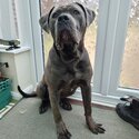 9 m/o Cane Corso looking for a new home! -2