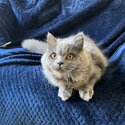 British LongHair Fifi needs a new home-1