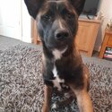 Bull herder/ Dutch shepherd pup-1