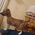 Jack Russell pup-2