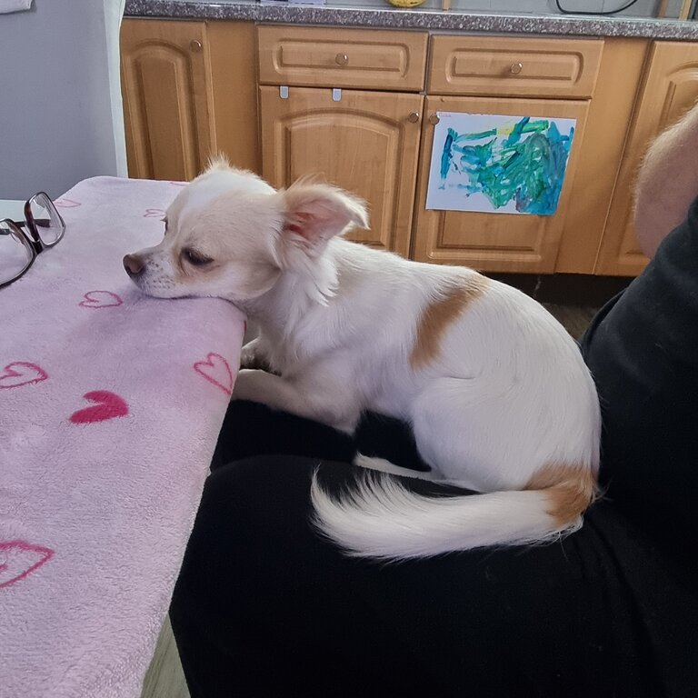 9 month old male Chihuahua