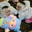 Capuchin and marmoset monkeys available -3