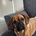 Stunning 8 month male pugalier-1