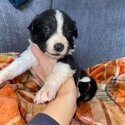 Beautiful Border collie puppies-3