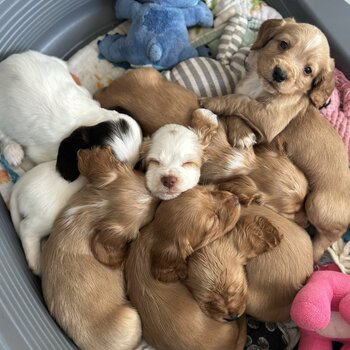 Beautiful cocker spaniel puppies 