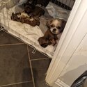 miniature imperial shih-tzu puppies -3