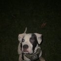 7 month old pup needs new home todsy -1