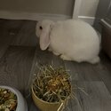 - needs to be rehomed asap Female 4 month Mini Lop in Market Drayton-3