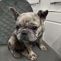 French bulldog -2