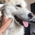 German Shepard x Husky up for adoption -1