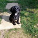 Cocker spaniel 3 months-1