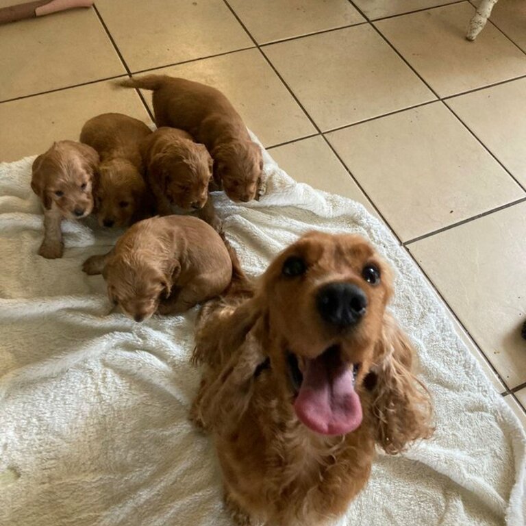 ALINTA's cocker spaniel 