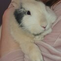 Lionhead male rabbit-4