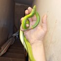 Red tail green rat snake-1