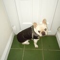 French Bulldog for sale-0