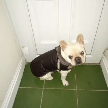 French Bulldog for sale