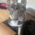 Beautiful blue tan 9 month old French bulldog-0