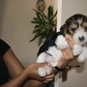 YORKSHIRE TERRIERS/BIEWERS FOR SALE-5