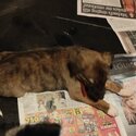 Female Collie x Lurcher-4