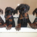 Cute Doberman Puppies 8 weeks old looking for new forever home-0