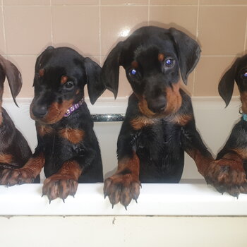 Cute Doberman Puppies 8 weeks old looking for new forever home